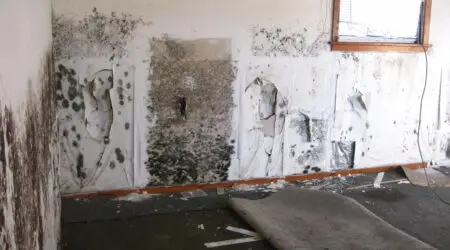 Black Mold Remediation